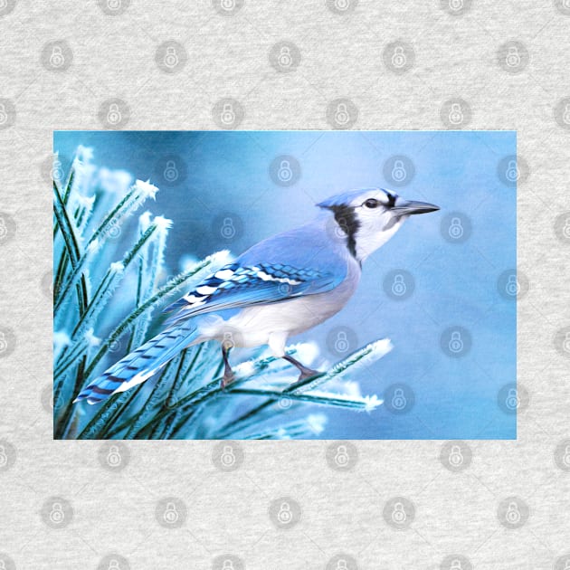 Blue Jay on One Frosty Morning by lauradyoung